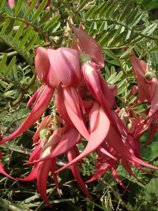 Clianthus puniceus fleur